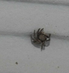 Habronattus klauseri