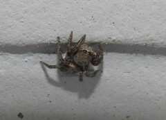 Habronattus klauseri