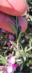 Polygala affinis