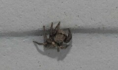 Habronattus klauseri