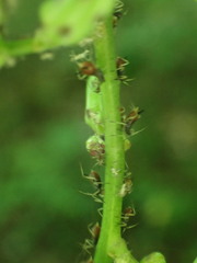 Macrosiphini