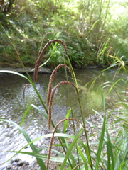 Carex pendula