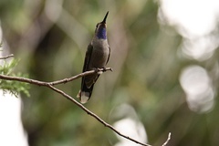 Lampornis clemenciae
