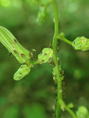 Macrosiphini