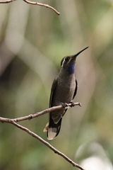 Lampornis clemenciae