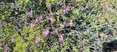 Polygala affinis