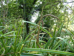 Carex pendula