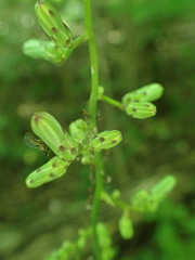 Macrosiphini