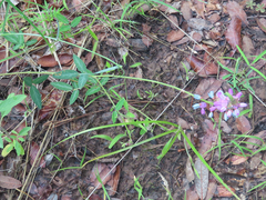Desmodium batocaulon