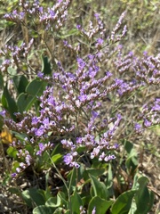 Limonium narbonense