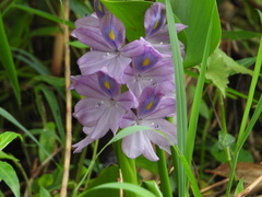 Pontederia crassipes
