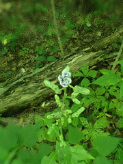 Macrosiphini