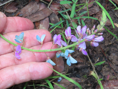 Desmodium batocaulon