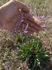 Limonium narbonense