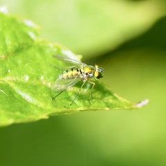 Condylostylus caudatus