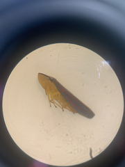 Graphocephala coccinea