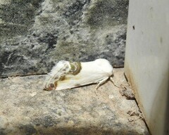 Acontia coquillettii