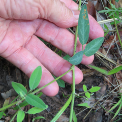 Desmodium batocaulon