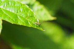 Condylostylus caudatus