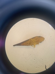 Graphocephala coccinea