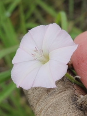 Convolvulus equitans