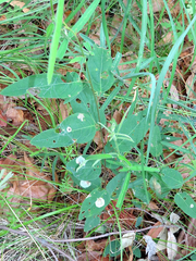 Desmodium psilophyllum