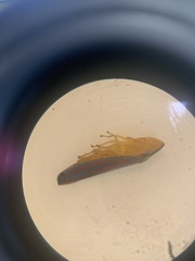 Graphocephala coccinea