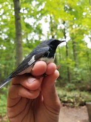 Setophaga caerulescens