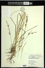 Carex × fulva
