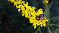 Phymata pennsylvanica