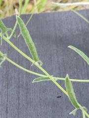 Convolvulus equitans
