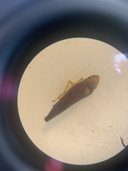 Graphocephala coccinea