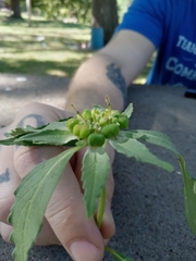 Euphorbia dentata