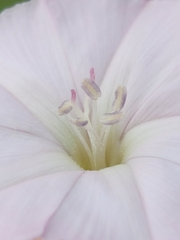 Convolvulus equitans