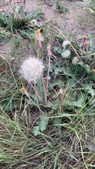 Taraxacum serotinum