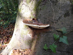 Ganoderma applanatum