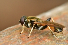 Xylota segnis
