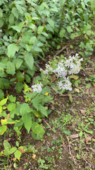 Symphyotrichum urophyllum