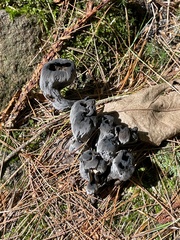 Craterellus