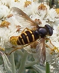 Sericomyia chalcopyga