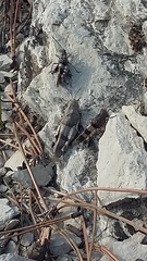 Oedipoda