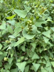 Persicaria perfoliata