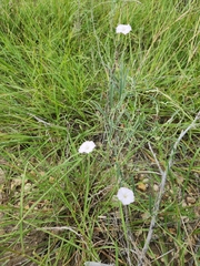 Convolvulus equitans