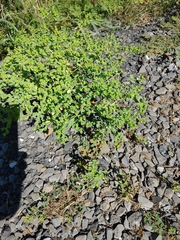 Euphorbia peplus