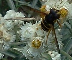 Sericomyia chalcopyga