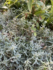 Atriplex canescens