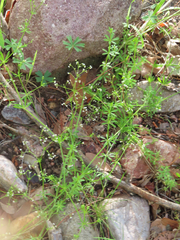 Galium aparine
