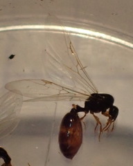 Solenopsis