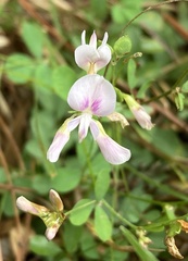 Lespedeza repens