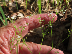 Galium aparine